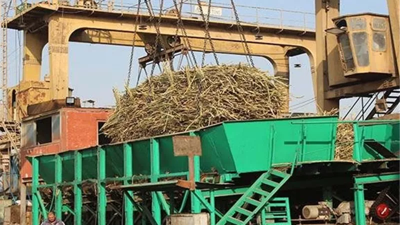 «إيجيبتكِ» يكشف معاناة عمال مصانع السكر بعد إضراب 16 يومًا «خاص»