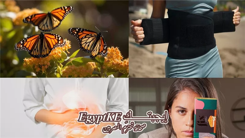 نشرة منوعات «إيجبتك» بعد غياب 200 عام.. فراشة نادرة تعود إلى بريطانيا وحكاية سارة حمودة التي غزت العالم بالشوكولاتة وهل أحزمة البطن تساعد الأم بعد الولادة؟