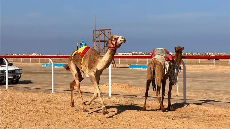 انطلاق سباق الهجن في العريش بحضور محافظ شمال سيناء