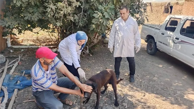 حملة موسعة لتحصين الكلاب الضالة بدائرة في مركز الرياض ضد مرض السعار