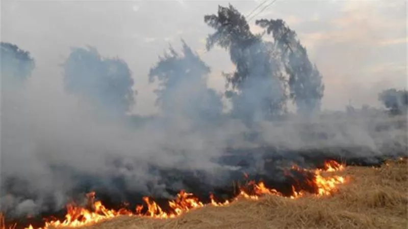 437 نشاطا توعويا بالشرقية لرفع الوعي البيئي ومواجهة حرق المخلفات الزراعية