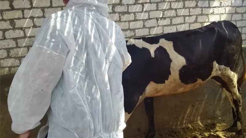 الطب البيطري بالإسماعيلية: تكثيف التفتيش على الصيدليات ومواصلة التحصين ضد الحمى القلاعية