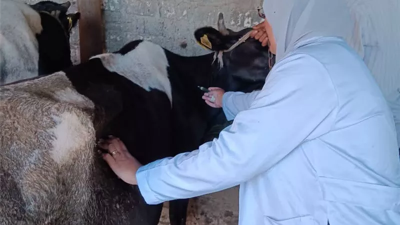 تحصين 220 ألف رأس ماشية بكفر الشيخ ضمن الحملة القومية ضد الحمى القلاعية