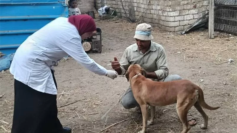  مصر خالية من السعار 2030 .. حملة لتحصين كلاب كفر الشيخ