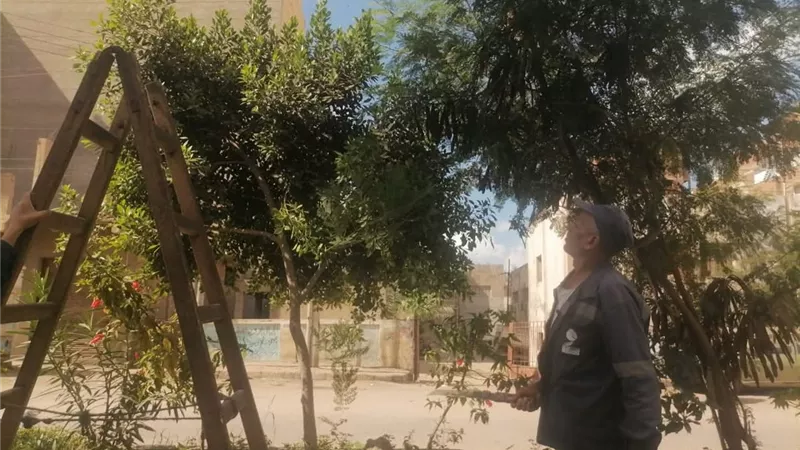 حملات مكثفة لرفع كفاءة النظافة وقص الأشجار بنطاق مركز دسوق