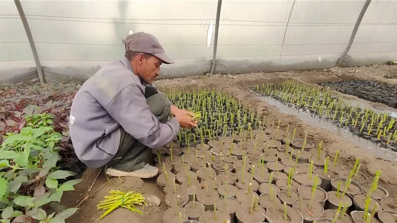 مصنع الجمال الأخضر لشوارع وحدائق المدينة ..مشتل رئاسة مركز ومدينة كفر الشيخ