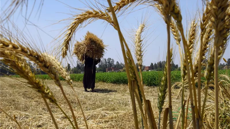  إجراءات مهمة من «التموين» لتأمين احتياطي القمح لمدة 6 أشهر 