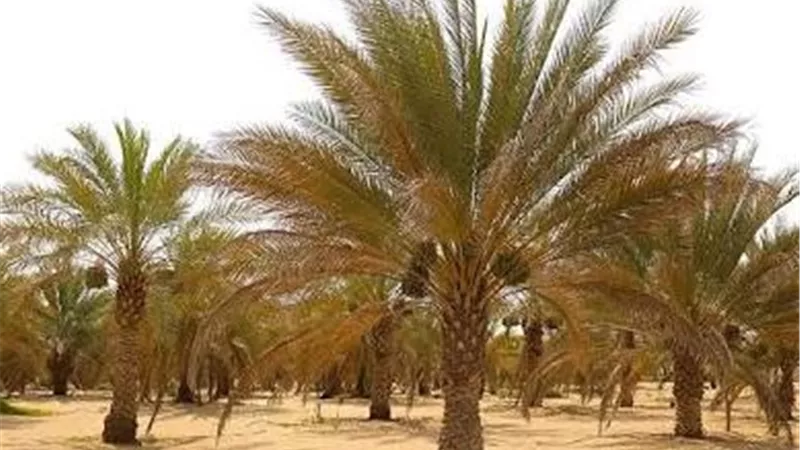 «الزراعة» تعالج 59437 نخلة من السوسة الحمراء بالوادي الجديد