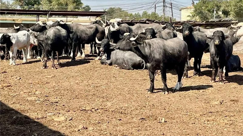 لقاح جديد.. كيفية حماية الماشية من الحمى القلاعية ؟