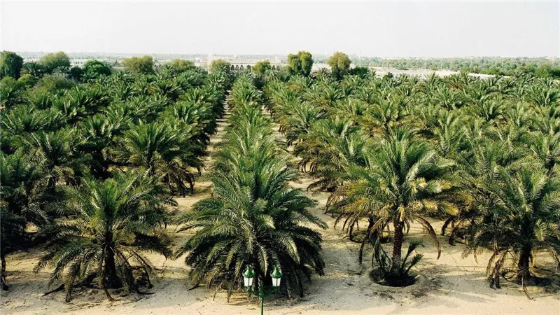 تنمية الصادرات البستانية تستهدف 100 مليون دولار بنهاية 2025