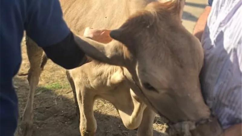 طب بيطري كفر الشيخ تنفذ قافلة مجانية شاملة لقرية الوقف 