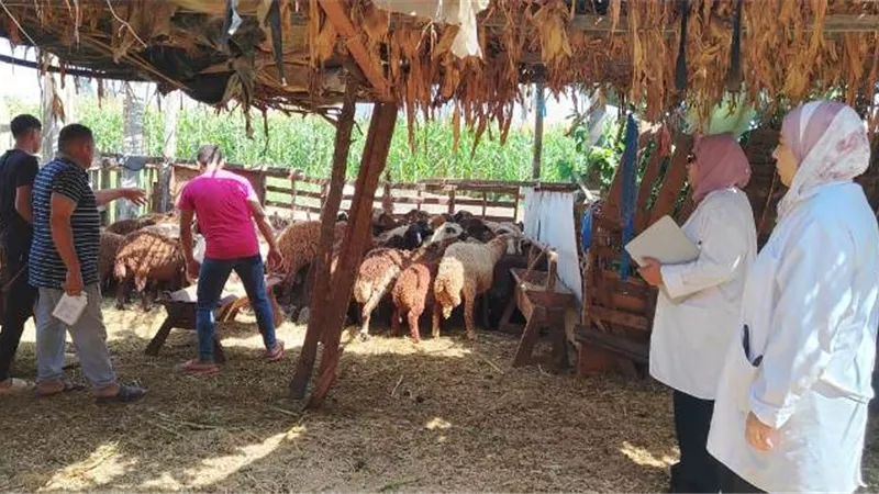 قافلة بيطرية مجانية تجوب مدينة زفتى وتقدم خدماتها ضمن مبادرة 