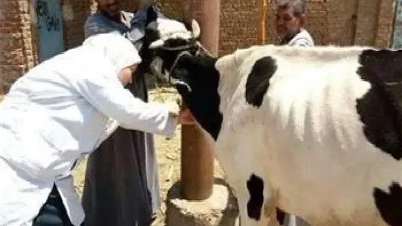 «الطب البيطري» يكشف تفاصيل حملة التحصين الشاملة لدعم مناعة الماشية 