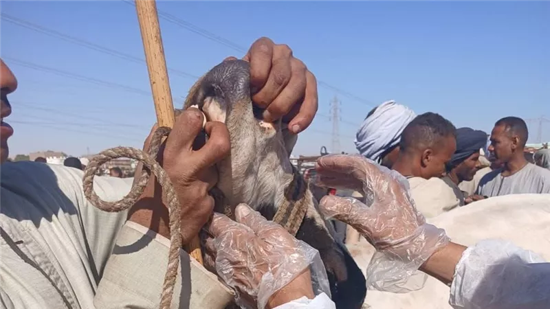 «بيطري الأقصر»: خلو الماشية بسوق إسنا من أى أعراض فيروس وبائي