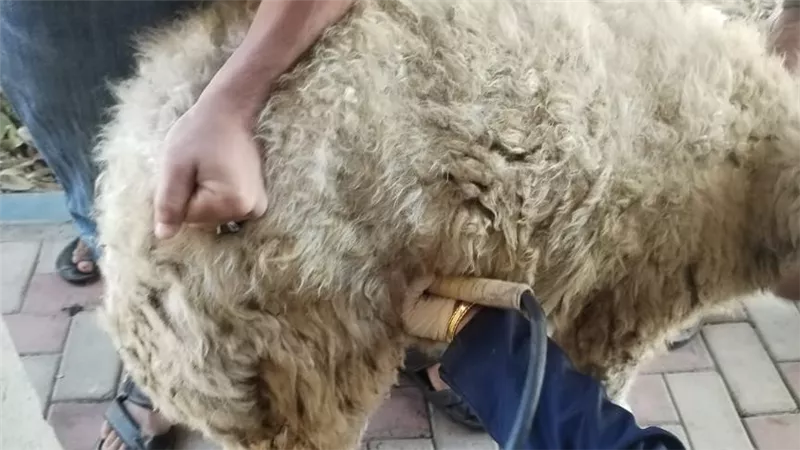 «بيطري الإسماعيلية» يواصل مجهوداته في تحصين الثروة الحيوانية