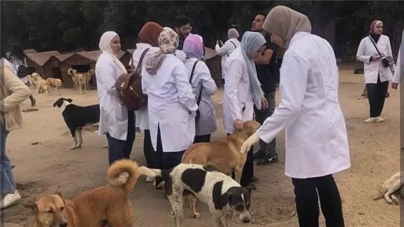 دمياط تواجه ظاهرة الكلاب الضالة ومرض السعار بـ «شلاتر»