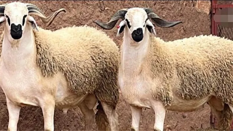 «العتيرة» هل النحر في شهر رجب جائز.. دار الإفتاء توضح