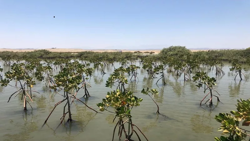 عادل زيدان:  بـ 10 ملايين فدان مستصلحة قطاع الزراعة تحول لـ قوة استراتيجية