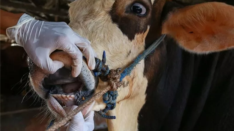 الزراعة في كل مصر.. أنشطة مديريات الزراعة والطب البيطري بالمحافظات|صور