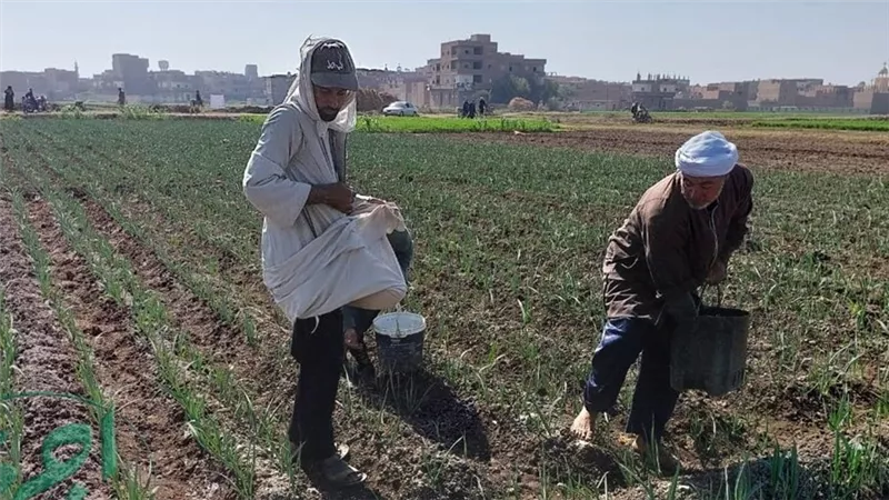 77% زيادة في أجور العاملين بالجمعيات الزراعية وبنوك القرى خلال عام واحد
