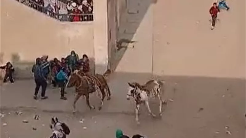 خيول تقتحم مدرسة وتثير رعب الطلاب وتصيب موظفين.. إدارة بولاق الدكرور ترد