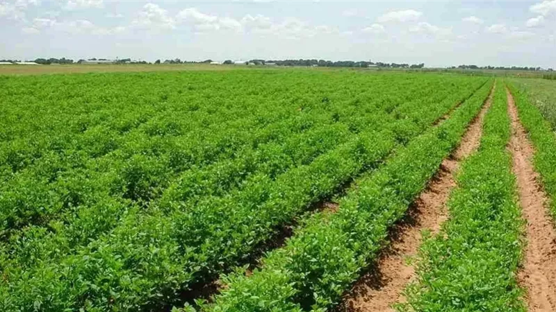 وزير الزراعة يلبي مطالب متضرري ارتفاع القيمة الإيجارية للأراضي بالبحيرة