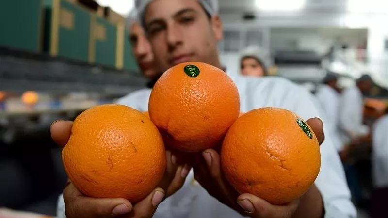  6425 رسالة غذائية مصدرة.. والبطاطا الحلوة والموالح في الصدارة 