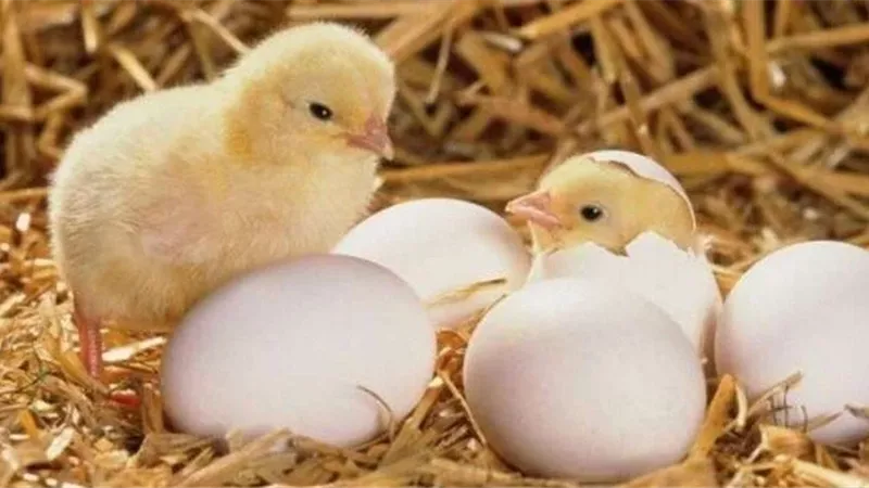 مهووس بالتجارة.. بورصة الكتاكيت تتسبب في خلع سيدة لزوجها بمدينة نصر