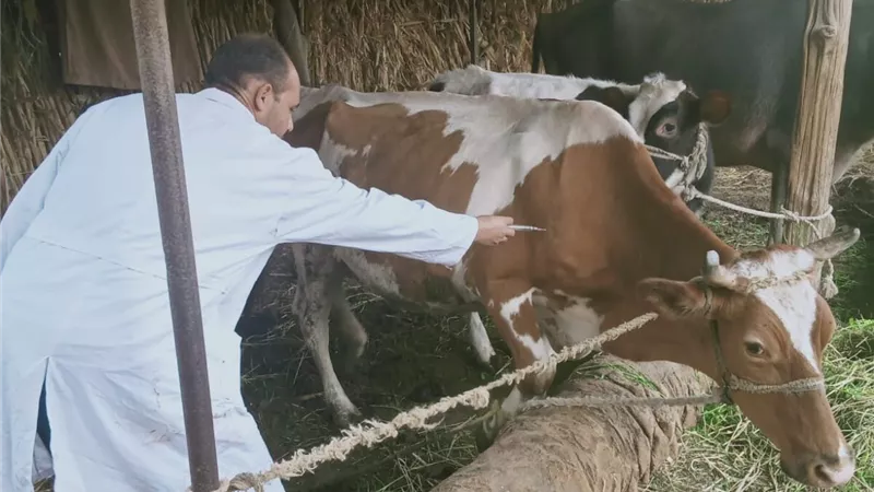 «الفلاحين»: لم نرصد أي حالات نفوق للمواشي المحصنة بالمحافظات