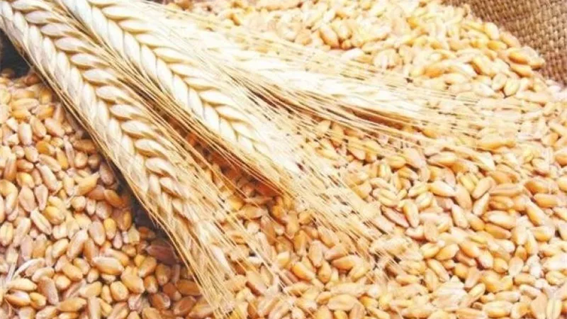 نيران البحر الأسود ترفع حرارة القمح الأوروبي.. والأسواق تعيد حساباتها 