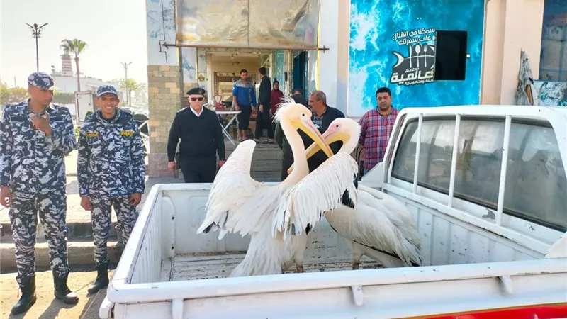 التحفظ على عدد من طيور «البجع» بسوق الأسماك المطور بالإسماعيلية