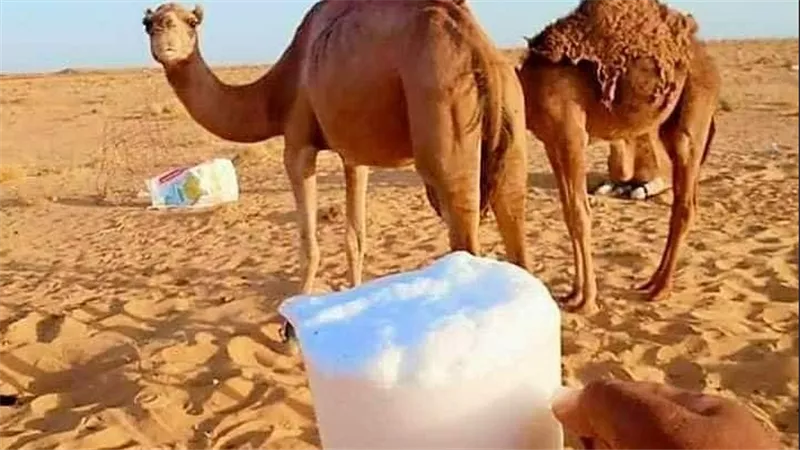 ما حكم أكل لحم الإبل.. وهل ينقض الوضوء؟ أمين الفتوى يجيب