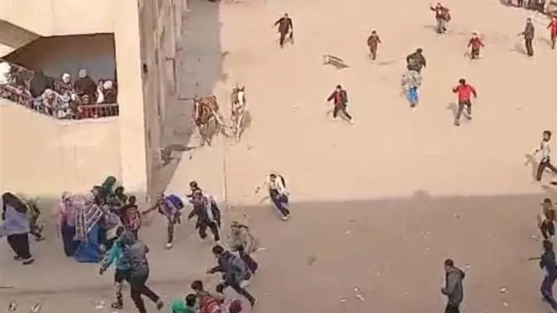 مدير تعليم الجيزة: طلاب تصوير واقعة الخيول ستطبق عليهم لائحة الانضباط|خاص