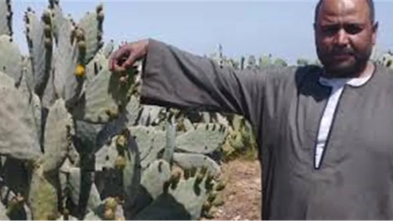 صحراء المنيا.. 160 كيلومترا تحولت إلى أرض خضراء