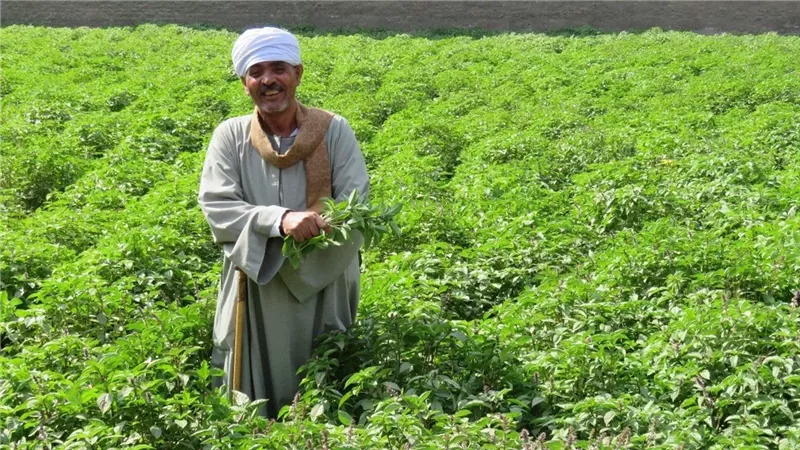 الحاصلات الزراعية تتجاوز 9 ملايين طن وصادرات مواد البناء تقفز 43%