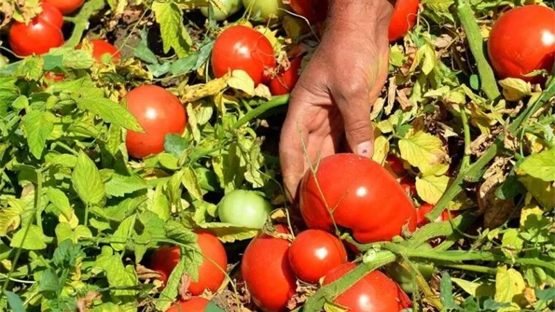 حقيقة «دودة الطماطم» في الأسواق.. شعبة الخضراوات تكشف التفاصيل|خاص