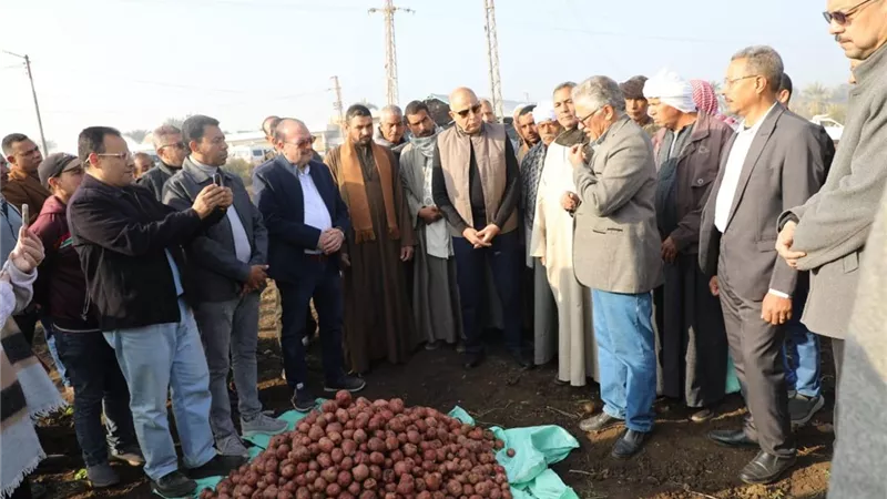 محافظ المنيا يشهد حصاد محصول البطاطس بقرية بردنوها بمطاي 