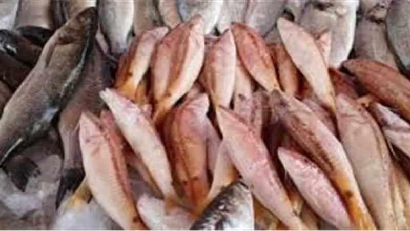 بوري مبطرخ بـ 220 جنيهًا.. أسعار الأسماك والمأكولات البحرية في الإسكندرية