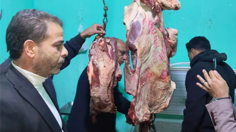 ضبط طن لحوم فاسدة قبل وصولها للمواطنين بمحافظة المنوفية 