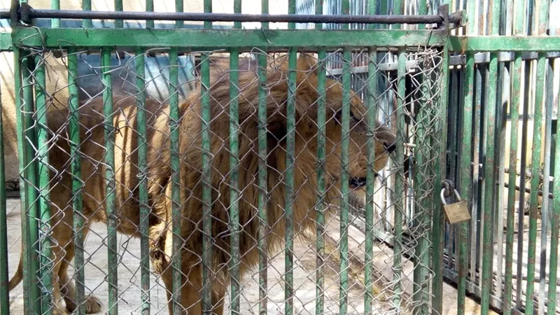 مطالب بتطوير حديقة حيوان كفر الشيخ وتزويدها بالفيلة والزواحف
