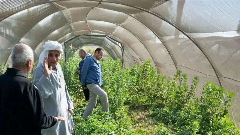 بني سويف ترفع درجة الاستعداد الزراعي لدعم الفلاح وتحقيق الأمن الغذائي