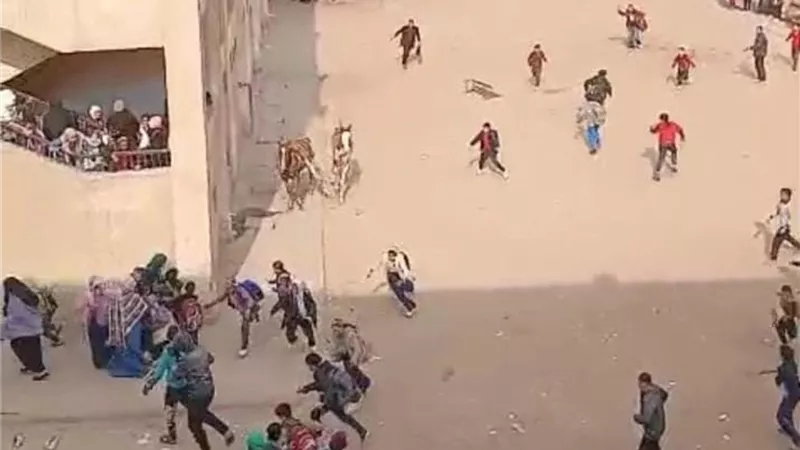 بعد انفراد «إيجبتك».. الداخلية تكشف تفاصيل دخول خيول إلى مدرسة بالجيزة