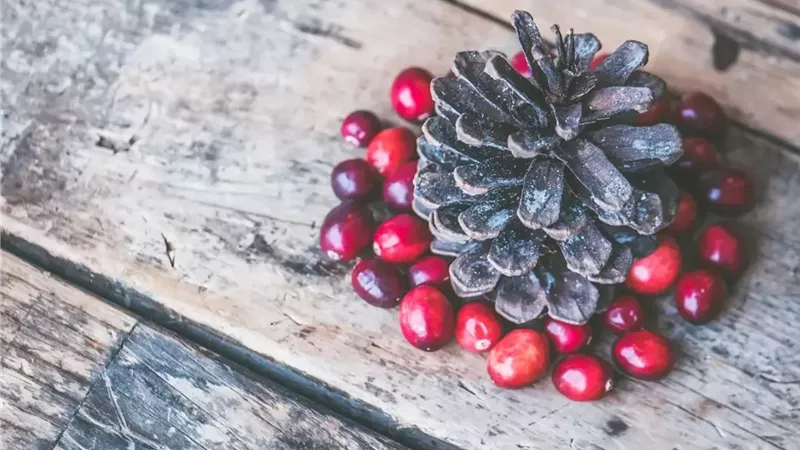 سوبر فود طبيعي.. توت صغير بفوائد كبيرة للقلب والوقاية من السرطان