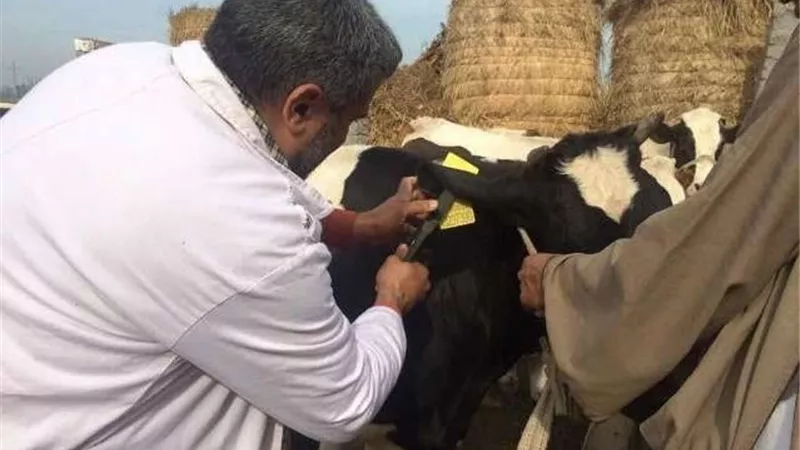 «بيطري الشرقية»: تحصين وعلاج و رعاية أكثر من 3 ملايين رأس ماشية 