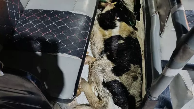 ضبط شخص بحوزته عجل بقري مذبوح خارج المجازر في الغربية