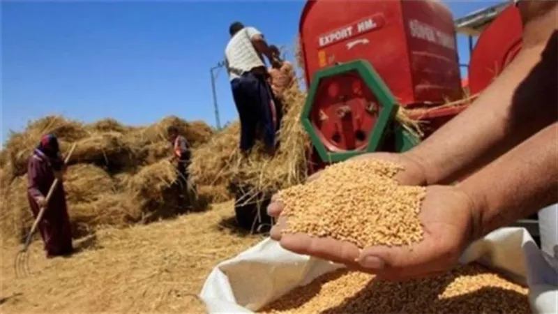  2025 تكشف الخريطة.. ضغوط على القمح والذرة وخسائر للمطاط وزيت النخيل