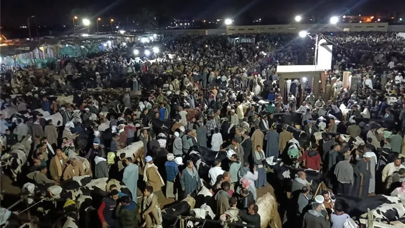 تنظيم ميداني وتنسيق كامل بين الجهات لمتابعة سوق المواشي بالبحيرة 