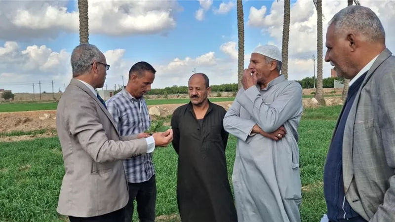 وكيل زراعة الإسماعيلية يتفقد محصول القمح الاستراتيجي بمركز ومدينة أبوصوير