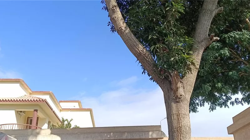 طقس معتدل نهارًا بارد ليلا على الإسماعيلية