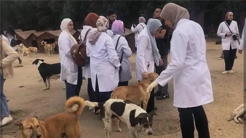 «شلتر» وأرض إيواء.. تفاصيل تحركات محافظة القاهرة لمحاربة الكلاب الضالة